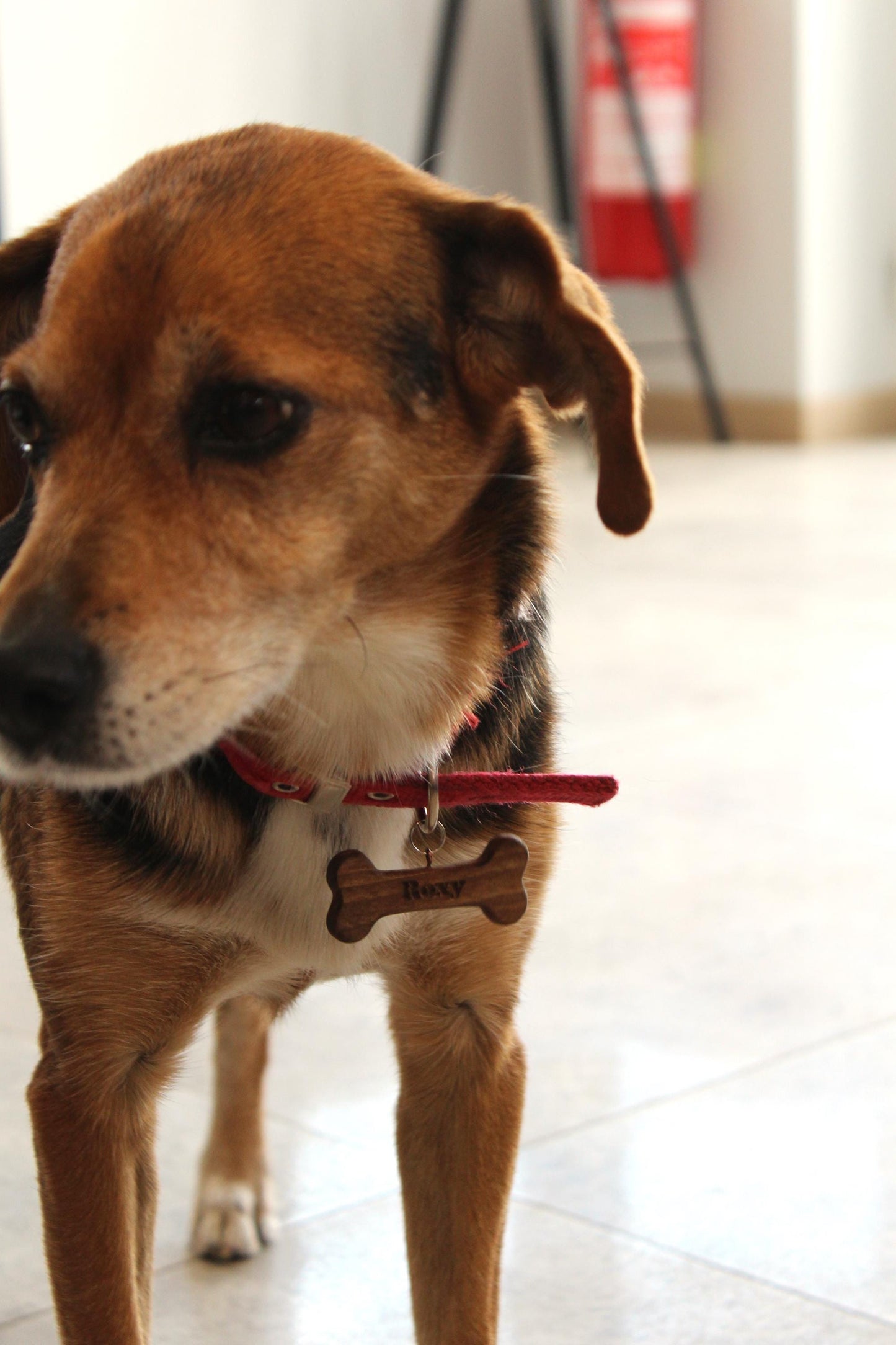 Personalized Wooden Dog Tag – Custom Walnut Bone with Pet Name